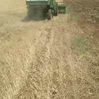 فروش کاه