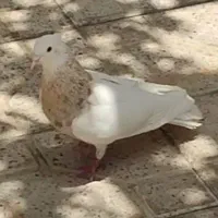 طوقی جفت