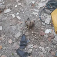 سگ سراب