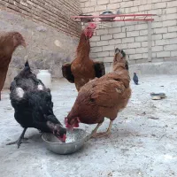 خروس لاری جوان