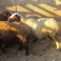 میش|حیوانات مزرعه|کوهدشت, |دیوار