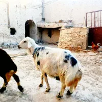 قوچ پلنگی