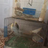 عروس هلندی