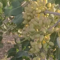 خرید و فروش پسته کلی