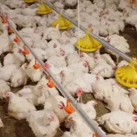 به یک خانواده جهت کار درمرغداری گوشتی نیازمندیم