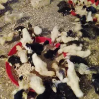جوجه اردک ۲۳روزه