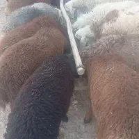 بره نر