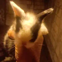 خرگوش نژاد لوپ و جرسی