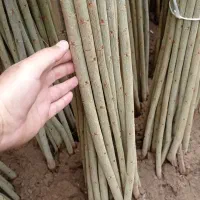 صنوبر نیگرا ۳ متری ۱۵۰۰۰ تومن