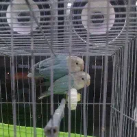 طوطی برزیلی