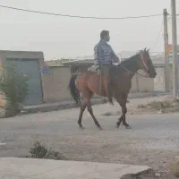 اسب