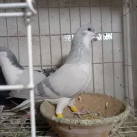 سیاپوش