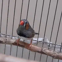 فنج نر