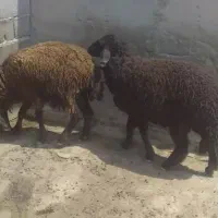 گوسفند ماده