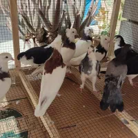 کبوتر طوقی کاغذی اصفهانی