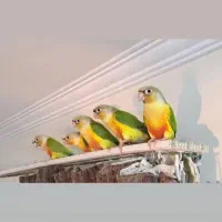 عروس هلندی گرینچیک برزیلی قفس