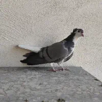 گلین دمگیر بدرنگ کاکلی