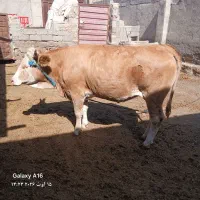 گاو گستر