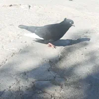 کبوتر