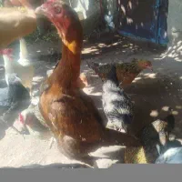 لاری|حیوانات مزرعه|اردبیل, |دیوار