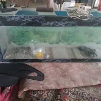 اکواریوم