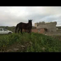 اسب