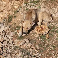 سگ نژادی