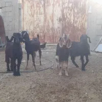 ۴راس کهره ماده رو هم ۳۳ میلیون