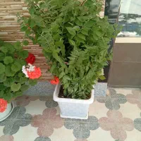 گل طبیعی