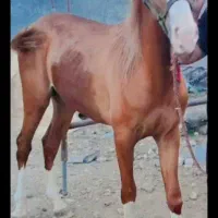 مادیون کره پهلوان سهیلی
