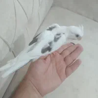 عروس هلندی سرلاکی
