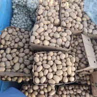 سیب زمینی پیاز درجه یک