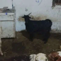 توشک ماده