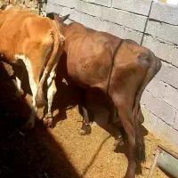 فروش دو گاو آبستن  با قیمت مناسب