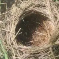فروش قناری دستی