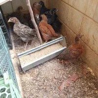 جوجه رسمی اصل
