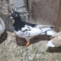 کفتر عطیقه قلدور