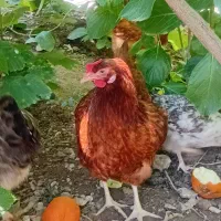 مرغ و خروس
