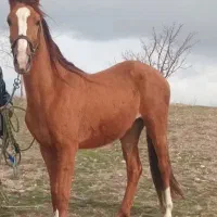 اسب مادیان 3ساله