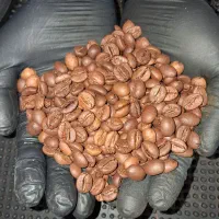 انواع دان قهوه