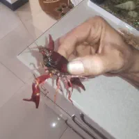 لابستر