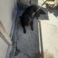 سگ گمشده پیدا شده