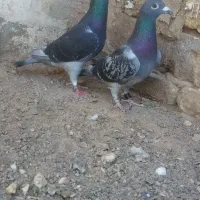کفتر مسافتی پلاکی المانی جان اردن