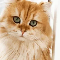 گربه بریتیش پسر وارداتی