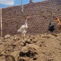 خروس لاری و دورگه