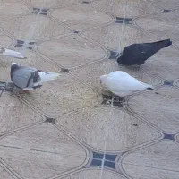 کبوتر|پرنده|سیرجان, |دیوار