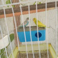 مرغ عشق کارداده
