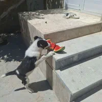توله الابای نر