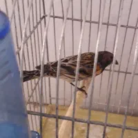 سهره گلبسرقناری