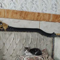 واگذاری بچه گربه ناز